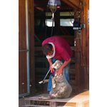 Heiniger Professional ONE Sheep Shearing Machine - Worm Drive